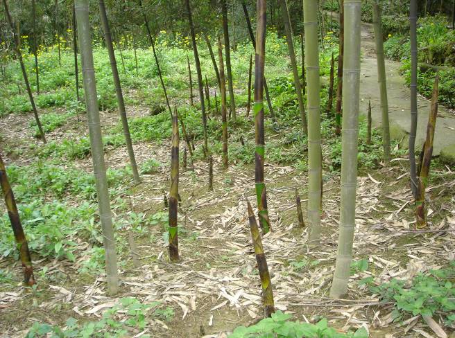 江西雷竹种植户刘大叔在种植雷竹过程中遇到的问题,以及红四方复合肥