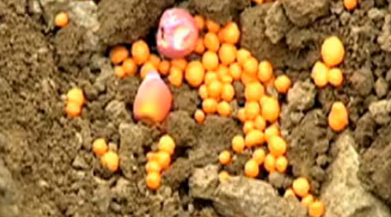 不正确的种肥同播方式 不正确的种肥同播方式