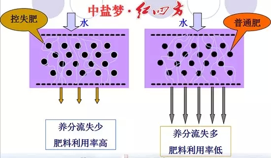 控失复合肥与普通肥料肥效控失对比图