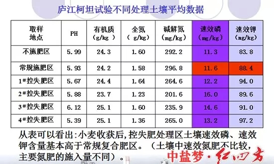 庐江柯坦实验不同土壤处理对比图，控失复合肥明显高于普通肥料和不施肥区域