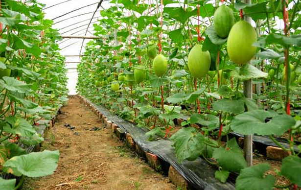 寿光大棚蔬菜种植大户喜爱水溶肥