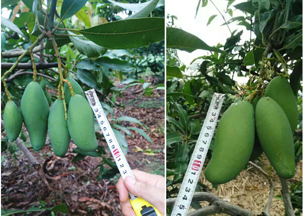 芒果使用水溶肥对比图 芒果使用水溶肥对比图