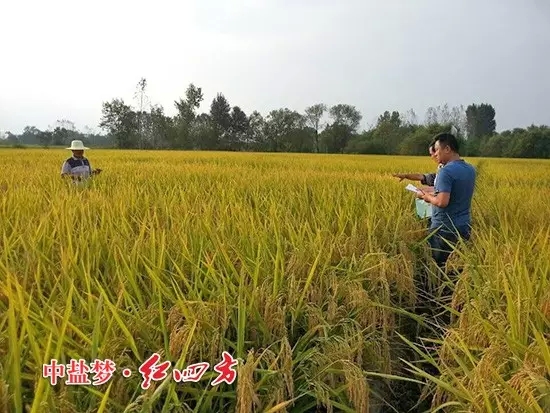 怀宁县种植业管理局副局长，黄墩农技站站长与红四方农化销售员一起查看红四方缓释肥示范田，竖起拇指夸“好肥料，好庄稼”！