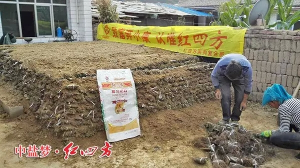 甘肃岷县农民正在用红四方硫酸钾复合肥种植党参