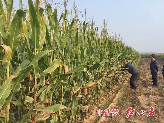 在山西朔城，农户展示他家施用红四方玉米控失肥的玉米地