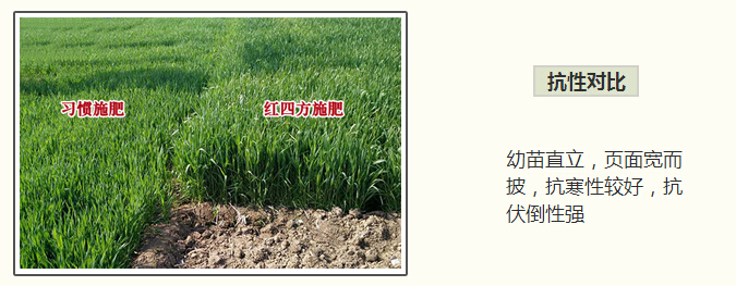 红四方小麦抗病性强