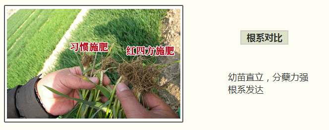 红四方小麦肥根系对比