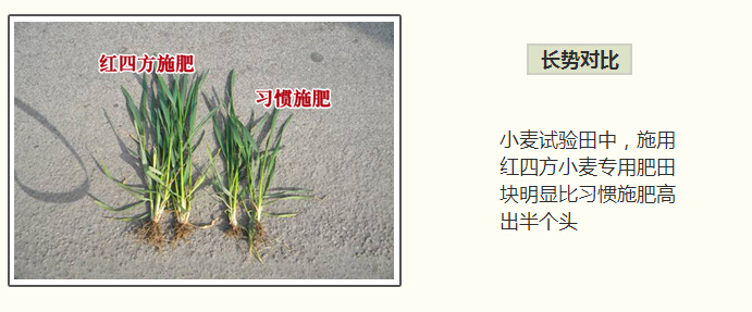 红四方小麦肥施肥长势对比