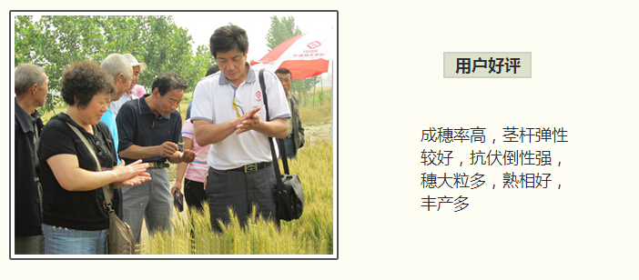 施用红四方小麦专用肥好评如潮！