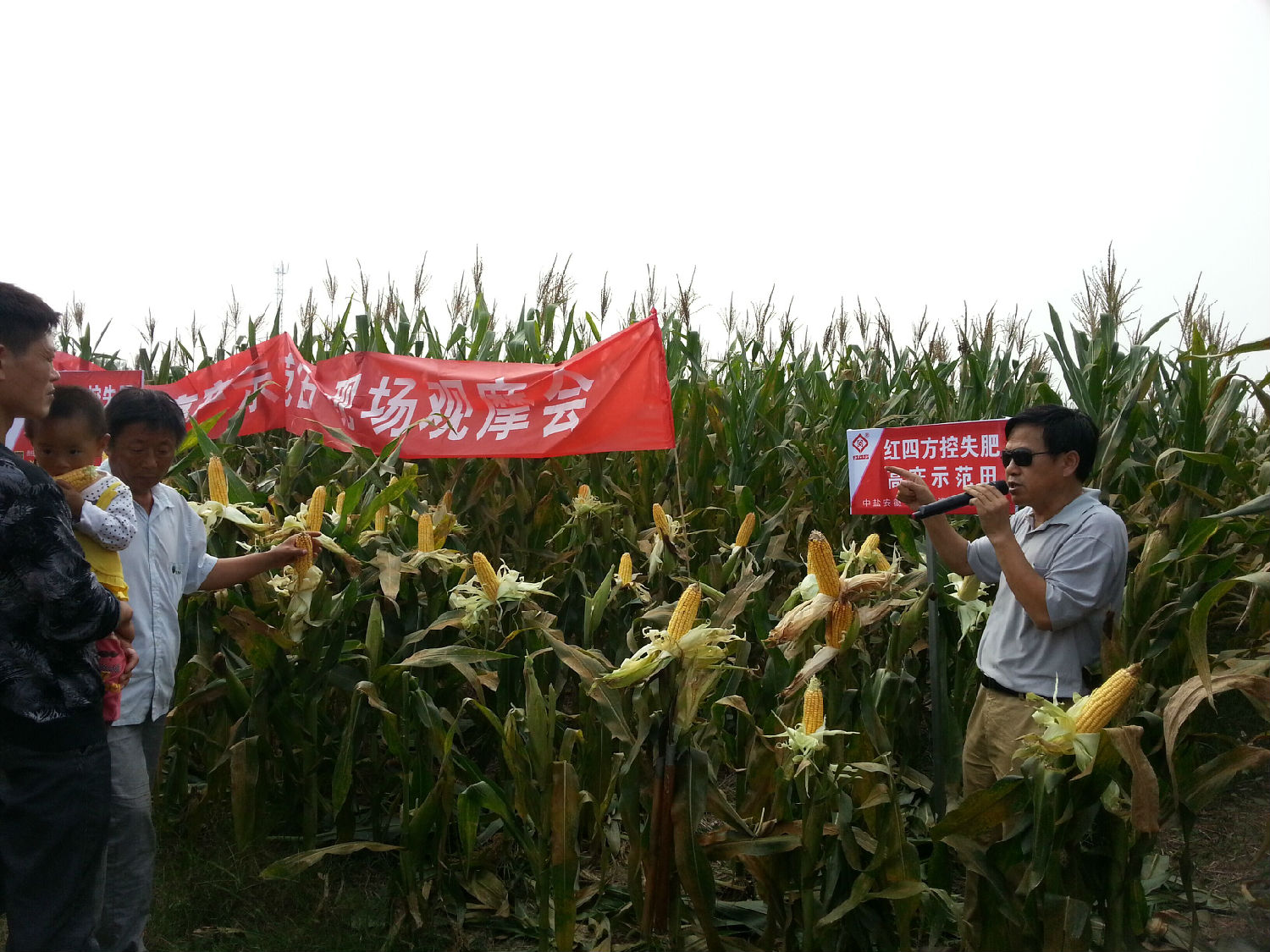 红四方玉米控失肥试验田观摩会