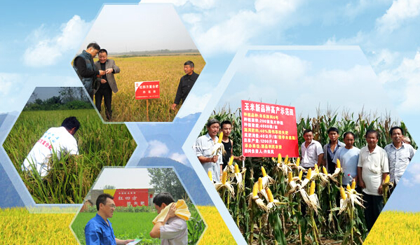 红四方测土配方施肥现场组图 红四方测土配方施肥现场组图