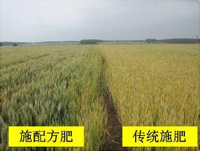 配方施肥增产对比图 配方施肥增产对比图