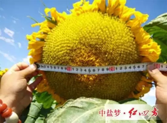 葵花施用红四方水溶肥效果