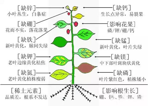 氯基肥正确施用法,你知道吗?