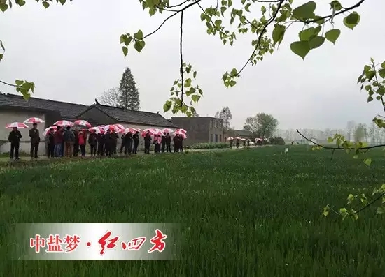 冒雨参观小麦控失肥示范田 冒雨参观小麦控失肥示范田