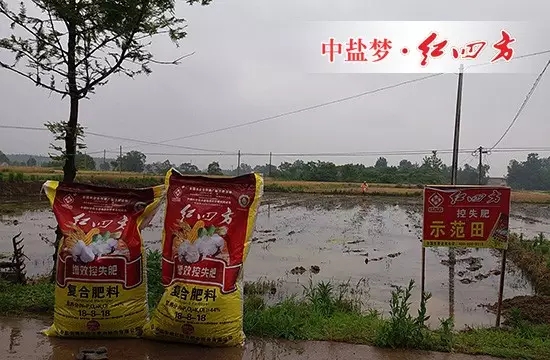 5月20日,葛庙控失肥示范田施肥中 5月20日,葛庙控失肥示范田施肥中