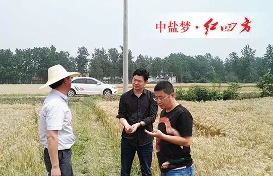 麦收之时,回访客户肥料效果 麦收之时,回访客户肥料效果