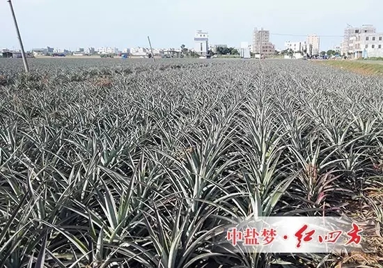 戏称“菠萝地海”都是因为施用红四方硫酸钾控失肥复合肥，更硫，用肥更少