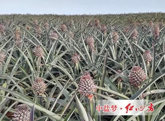 一个个小菠萝犹如待放的花骨朵，都饱含着菠萝种植户美好的期待！