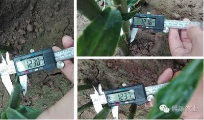大姜控失肥施用茎干对比
