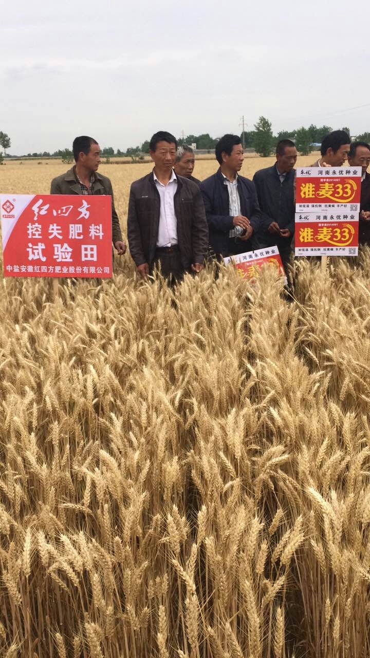 唐河县小麦控失肥观摩会