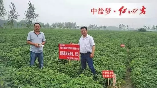 上午，在河南正阳土肥站刘站长、王刚的陪同下，我们一起去示范田观摩。红四方缓释肥示范田与普通肥效果比较显著，后期将继续跟踪…….