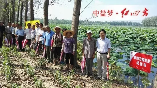 红四方莲藕专用控失肥试验田