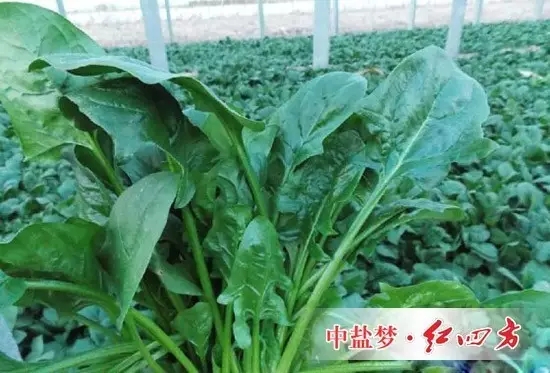 越冬菠菜施肥的五项注意事项 越冬菠菜施肥的五项注意事项
