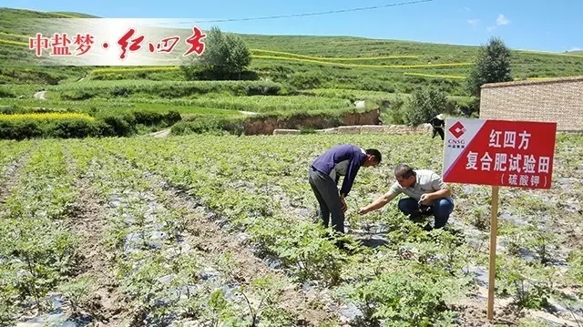 归移栽后20天左右便可陆续出苗，这块地呈带状高畦，排水性好，当归长势旺盛。田老伯儿子每天都来查苗，从土壤排水到茎叶长势，一丝一毫都不放过。