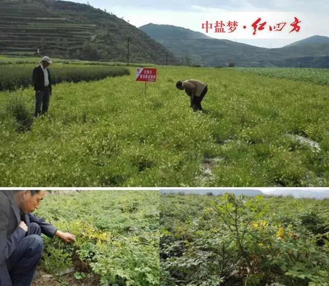 归封垅后，下部老叶因光照不足而发黄，这部分老叶要及时摘除，这既可避免不必要的养分消耗，又能改善群体内部的通风透光条件。