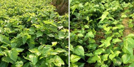 桑树施用红四方水溶肥对比效果展示 桑树施用红四方水溶肥对比效果展示