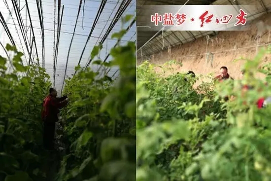 成熟的黄瓜垂下来,鲜嫩的花朵仍在开。 成熟的黄瓜垂下来,鲜嫩的花朵仍在开。