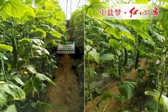 瓜条直、颜色绿、口感好的黄瓜在这里。 瓜条直、颜色绿、口感好的黄瓜在这里。