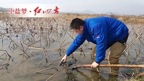 久违的太阳终于露面了，农技专家丁文金穿着挖藕专用的长筒雨靴，手拿铁锹，猫着腰，在藕塘里使劲儿搅动