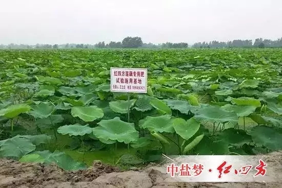 2015年，我有幸来到庐江市场，初次结识花香藕。民间有谚，“头茬韭，花香藕，新娶的媳妇，黄瓜钮”，可见花香藕名非虚传。