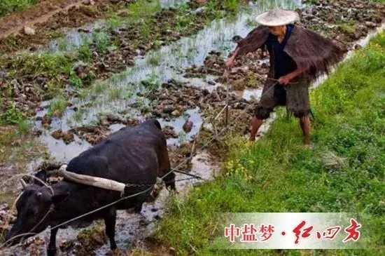 一些长期研究该问题的农学家认为，过去数千年的现实告诉我们，这一思路可能是错误的，那些纯天然耕作的土地并没有表现出“肥力十足”。相反，这种做法加速了土壤肥力的减退。